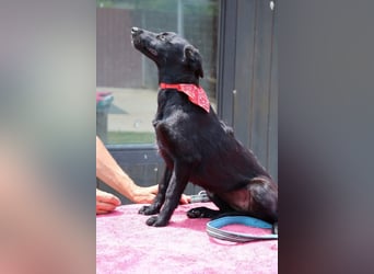 Zarte Schäfi-Terrier-Mix-Junghündin ♥ARA♥ sucht Vertrauen & Liebe & Abenteuer