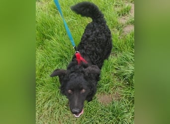 ZOA❤️Kroat. Schäferhund-Mix-Mädel voller purer Lebensfreude