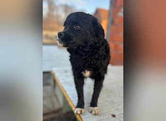 ♥Milena♥ sanfte, verspielte Junghündin