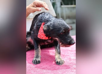 Liebste kleine Abba sucht Schutz & Liebe & Abenteuer