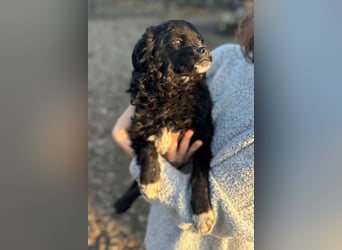 Kleine ♥Milena♥ sanfte, verspielte Junghündin