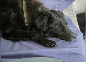 Traumhund, Junghund, Hütehund Arabica sucht ihre Zuhause