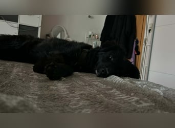 Traumhund, Junghund, Hütehund Arabica sucht ihre Zuhause