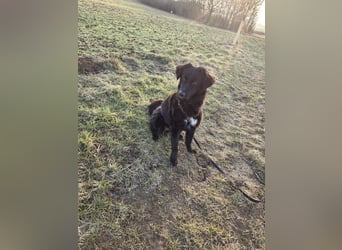 Traumhund, Junghund, Hütehund Arabica sucht ihre Zuhause