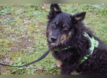 liebes 3-Beinchen Dado sucht ein Zuhause, Hütehund, Mischling