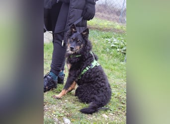 liebes 3-Beinchen Dado sucht ein Zuhause, Hütehund, Mischling