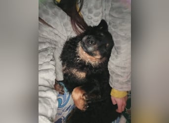 liebes 3-Beinchen Dado sucht ein Zuhause, Hütehund, Mischling