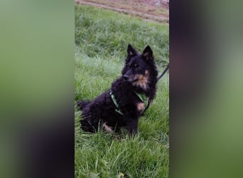 liebes 3-Beinchen Dado sucht ein Zuhause, Hütehund, Mischling