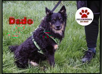 liebes 3-Beinchen Dado sucht ein Zuhause, Hütehund, Mischling