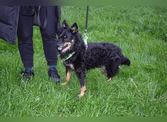 liebes 3-Beinchen Dado sucht ein Zuhause, Hütehund, Mischling