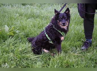 liebes 3-Beinchen Dado sucht ein Zuhause, Hütehund, Mischling