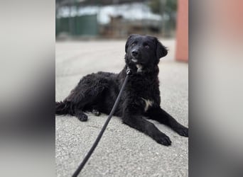 Traumhund, Junghund, Hütehund Arabica sucht ihre Zuhause