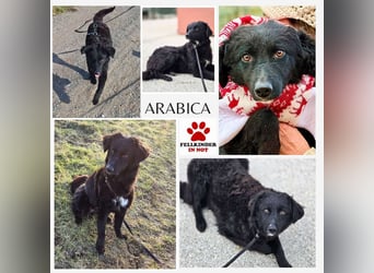 Traumhund, Junghund, Hütehund Arabica sucht ihre Zuhause