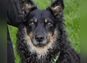 liebes 3-Beinchen Dado sucht ein Zuhause, Hütehund, Mischling