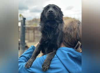 Tila eine zierliche Minosenblüte