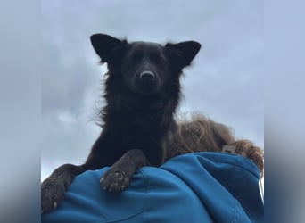 Tila eine zierliche Minosenblüte