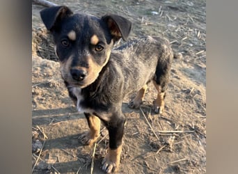 Tony ein verspieltes Welpenbub