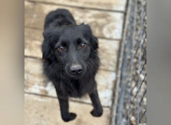 Tila eine zierliche Minosenblüte