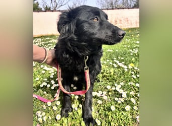 Lilly eine sanfte Seele