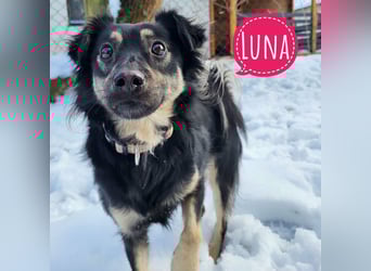 Luna eine aktive verspielte Hündin