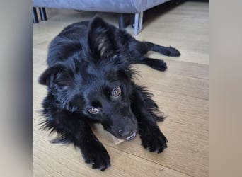 Dana eine wundervolle Hündin