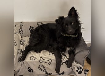 Dana eine wundervolle Hündin