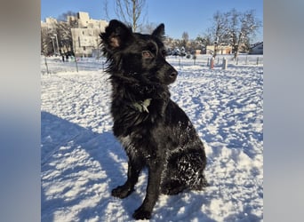 Dana eine wundervolle Hündin