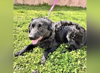 Lilly eine sanfte Seele