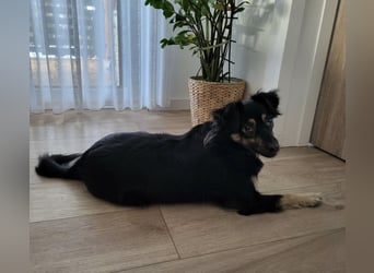 Luna eine aktive verspielte Hündin