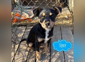 Tony ein verspieltes Welpenbub