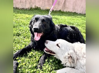 Lilly eine sanfte Seele