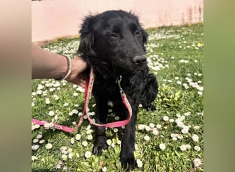 Lilly eine sanfte Seele