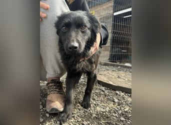 Tila eine zierliche Minosenblüte