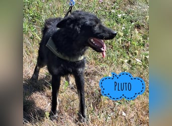 Pluto ein schüchterner Engel