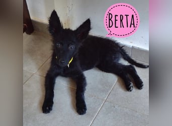 Berta ein winziger Engel