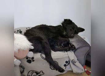 Dana eine wundervolle Hündin