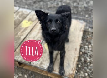 Tila eine zierliche Minosenblüte