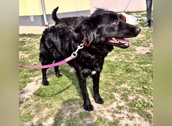 Lilly eine sanfte Seele