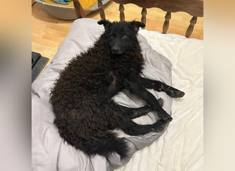 Frida eine Menschen-Liebende