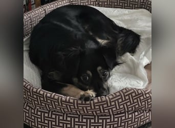 Luna eine aktive verspielte Hündin