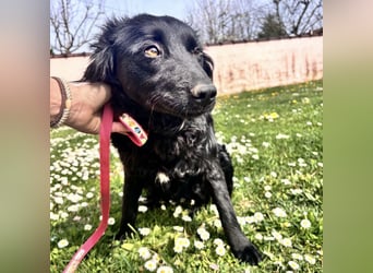 Lilly eine sanfte Seele