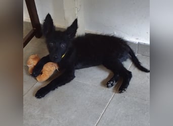 Berta ein winziger Engel