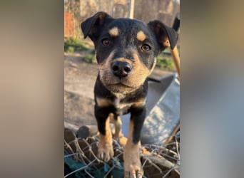 Tony ein verspieltes Welpenbub