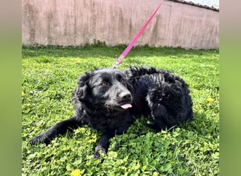 Lilly eine sanfte Seele