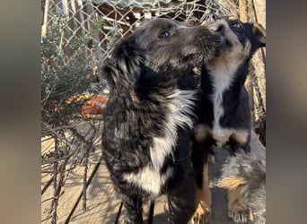 Tony ein verspieltes Welpenbub