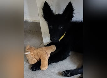 Berta ein winziger Engel