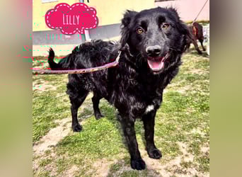 Lilly eine sanfte Seele