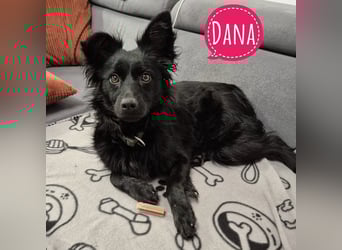 Dana eine wundervolle Hündin