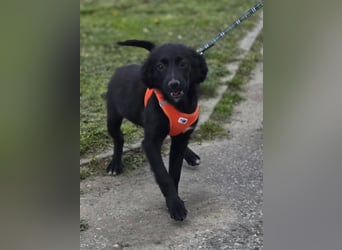 Xara quietschlebendiges, fröhliches Hundekind