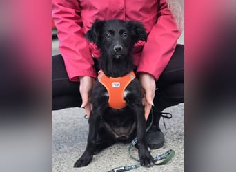 Xara quietschlebendiges, fröhliches Hundekind